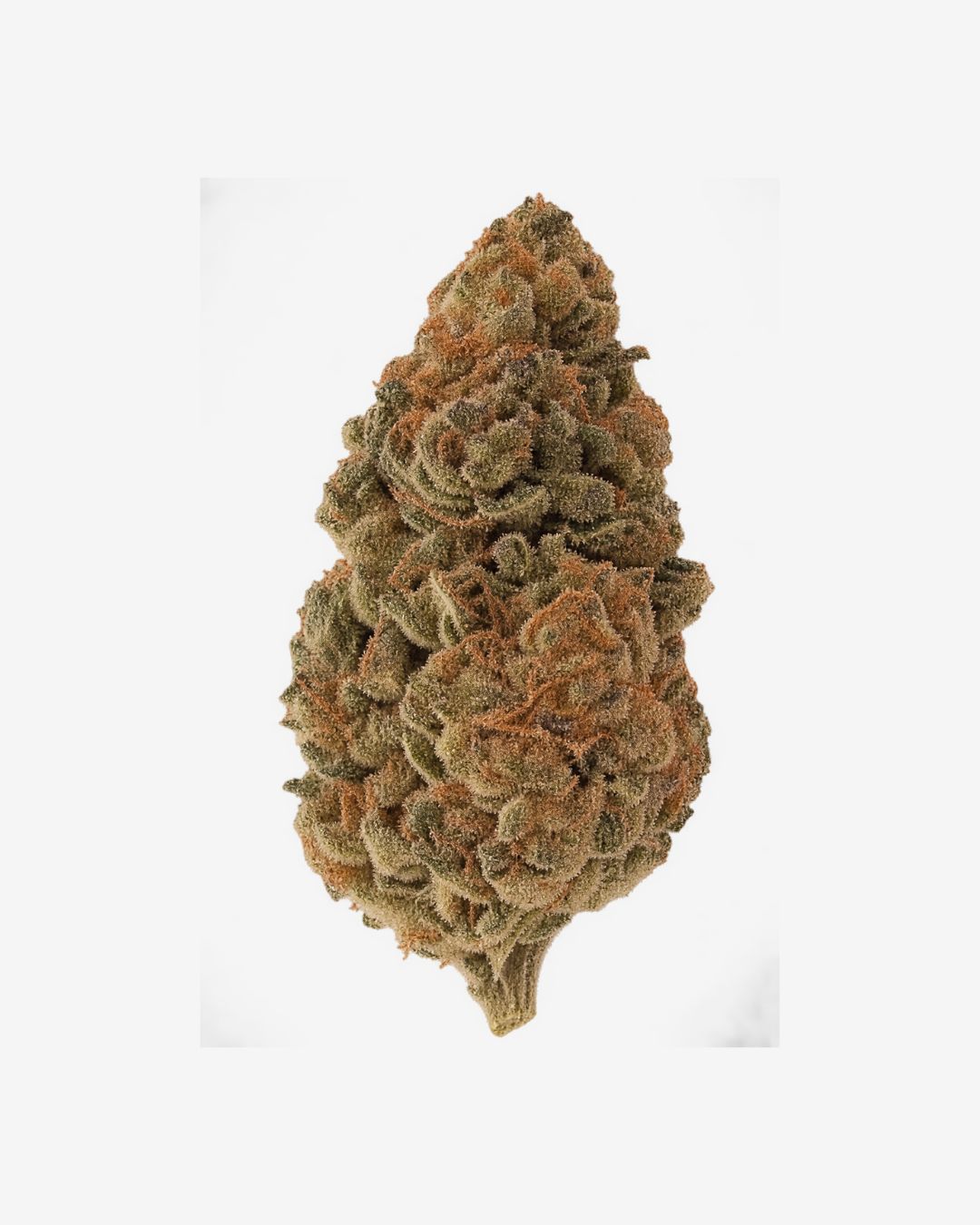 Haus Indoor THCa Flower – Cosmic Cookies – Hybrid