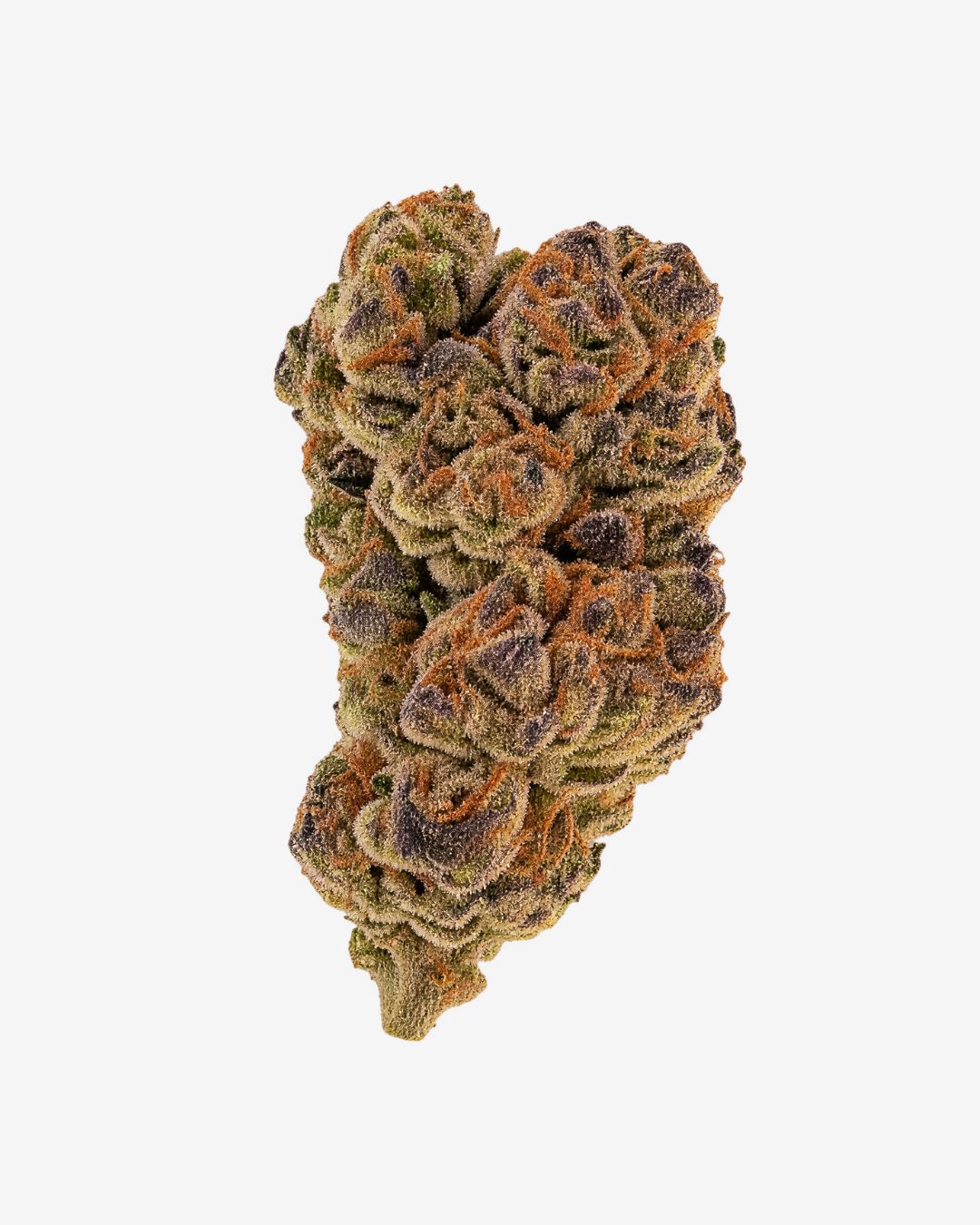Haus Indoor THCa Flower – Government Oasis – Hybrid